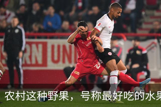农村这种野果，号称"最好吃的水果"！插土就活，院子种几颗吃不完